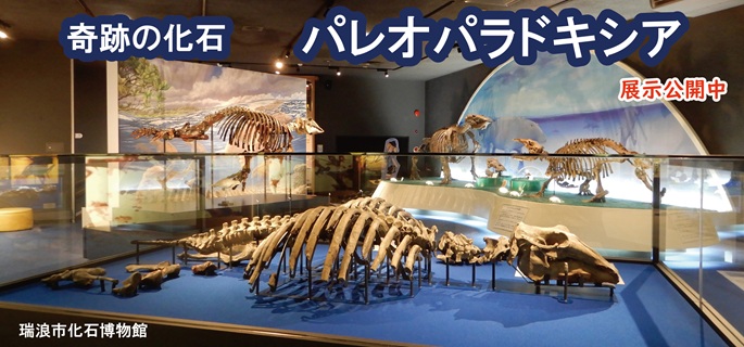 パレオパラドキシア