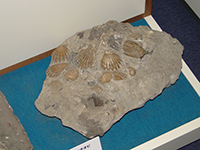 写真：展示室の化石