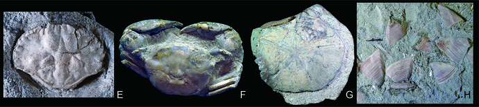 Fossils deposited in the museum-02