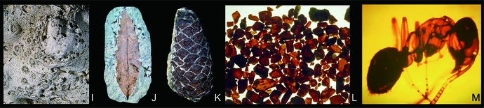 Fossils deposited in the museum-03