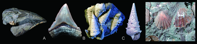 Fossils deposited in the museum-01