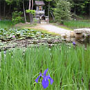 写真：弁財天の池にカキツバタが咲く風景
