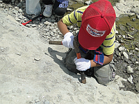 化石の採集体験写真