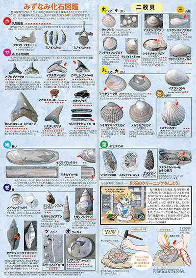 みずなみ化石図鑑の写真