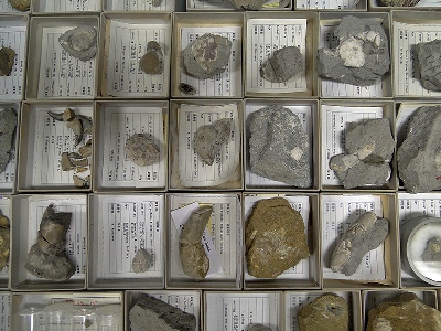 写真：収蔵庫の化石