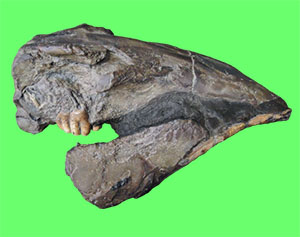 写真：デスモスチルスの頭骨