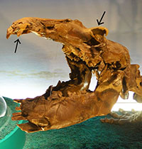 写真：パレオパラドキシア全身骨格（頭部）
