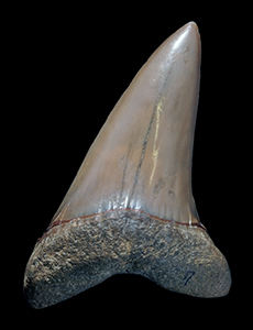 サメの歯化石(ホホジロザメ) ①