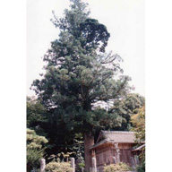 写真：本郷神明神社の熊野杉