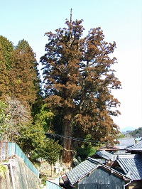 写真：大湫の大杉1