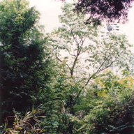 写真：萩原のヒトツバタゴ自生地