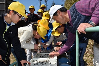 写真：ホタルの幼虫放流1