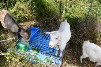 写真：ヤギの掃除屋さん出動1