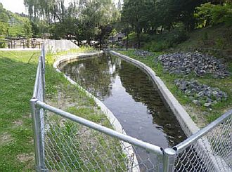写真:ホタルの幼虫を育てている池