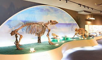 写真：化石博物館の内観