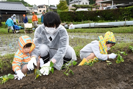 田植え