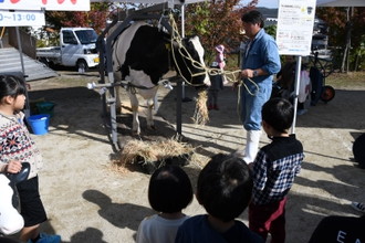 写真：わらを食べる牛を見ている子どもたちの様子