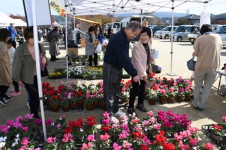 写真：綺麗に咲いた、たくさんのシクラメンの鉢を指さす、笑顔の来場者