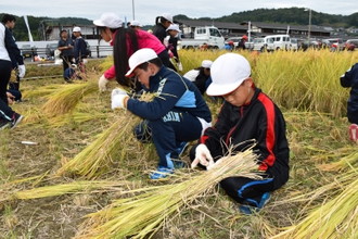 写真：真剣に稲を束ねている子どもたちの様子