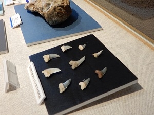 写真：石川県産サメ化石