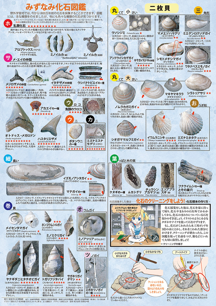 みずなみ化石図鑑