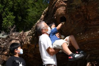 写真：子どもが大杉のうろ穴に手を入れている様子