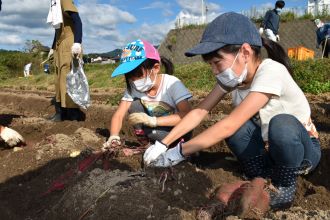 写真：姉妹がサツマイモを掘っている様子