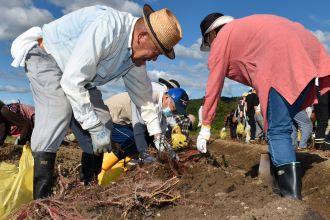 写真：長寿会の参加者がサツマイモを掘っている様子