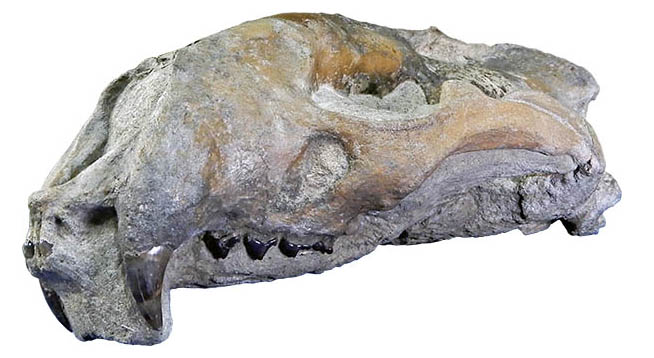 鰭脚類の頭化石