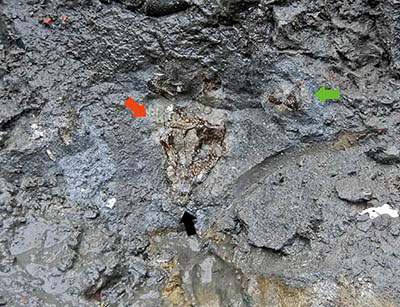 地層に埋まる頭の化石