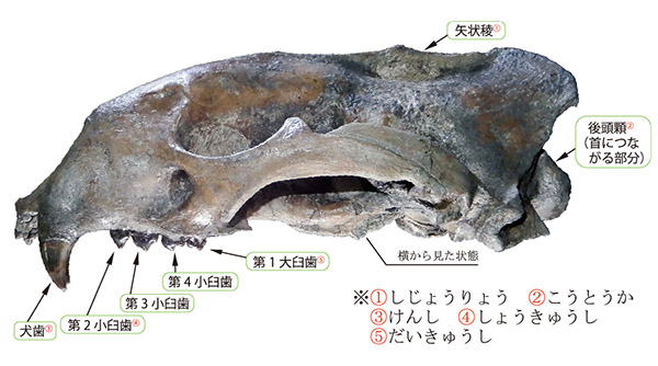 化石の見どころ