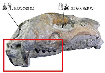 化石の見どころ