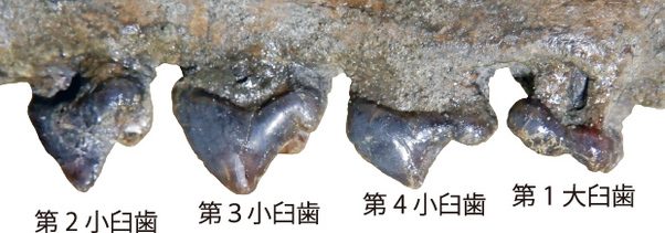 歯の様子