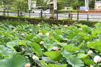 写真：ハス(午前7時30分頃)