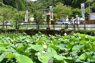 写真：ハス(午後1時30分ごろ)