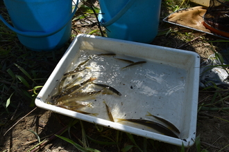 捕獲した魚