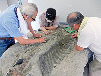 パレオパラドキシアクリーニング途中の画像