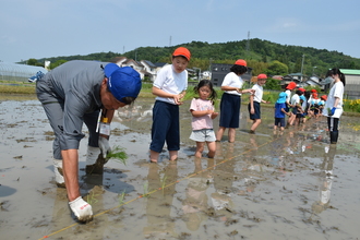 田植え体験の様子