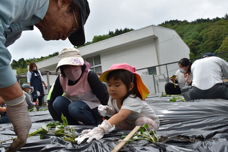 苗を植える様子