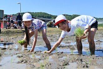 田植え