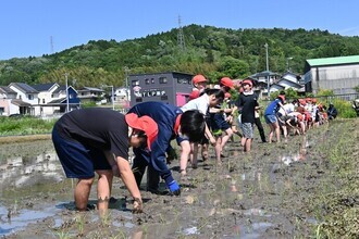 田植え