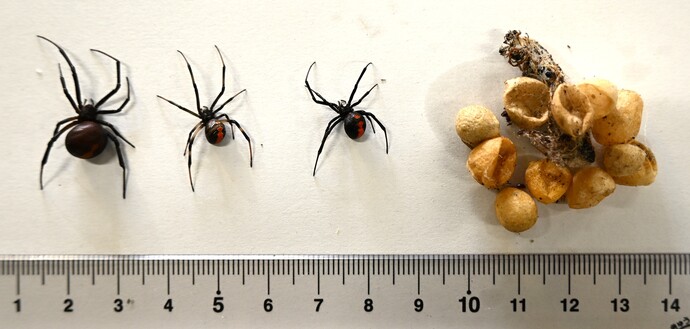 セアカゴケグモと卵嚢(らんのう)