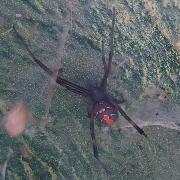 セアカゴケグモ