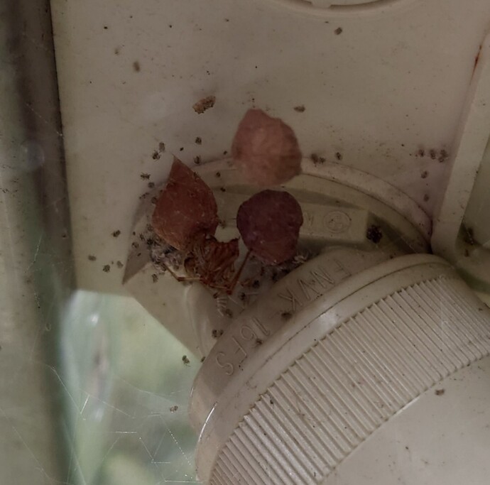 卵嚢(らんのう)